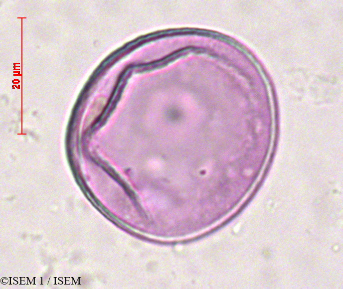 ISEM 1/Stipa_ichu_20910/Stipa_ichu_20910_0003(copy).jpg